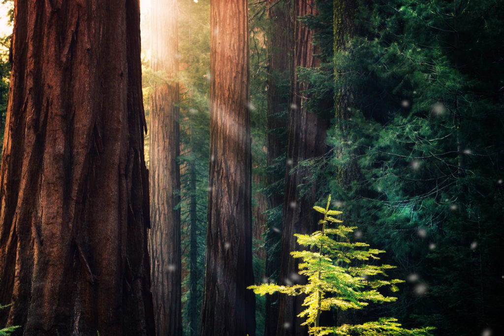 "The Secret Life of Trees" - Dreams of the Old Growth Redwoods