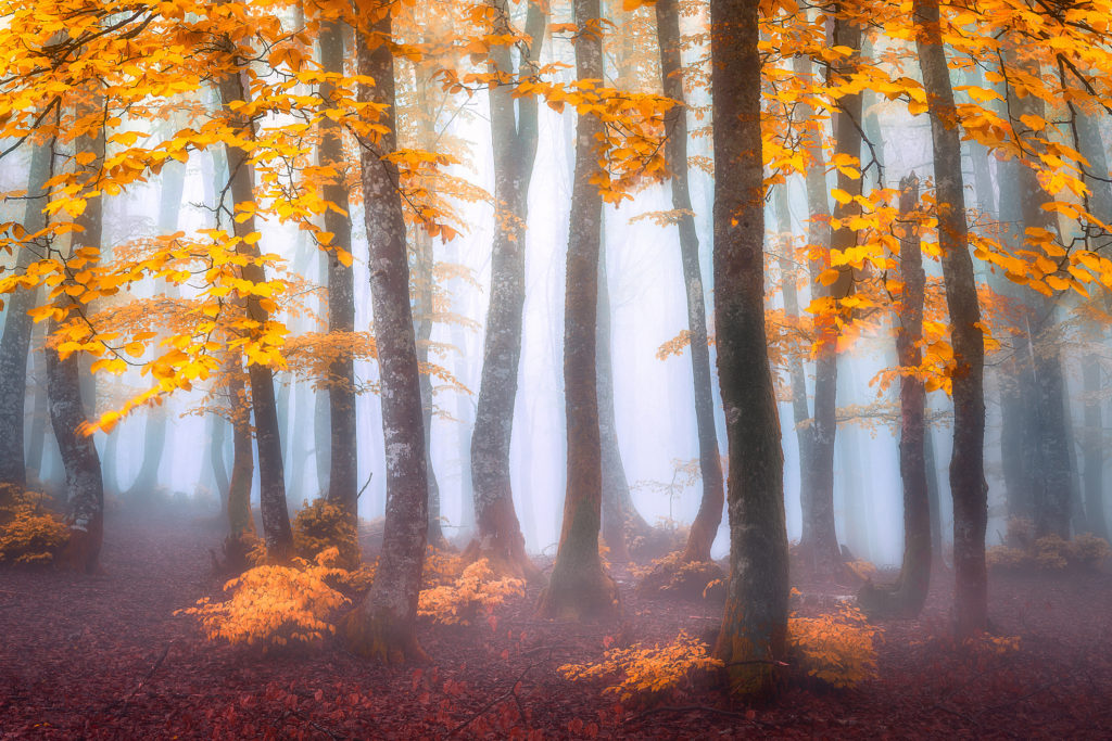 fantasy misty forest in autumn
